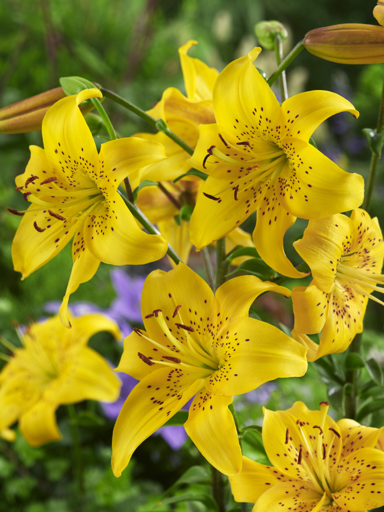 Lilium Asiatic 'Pearl Melanie'